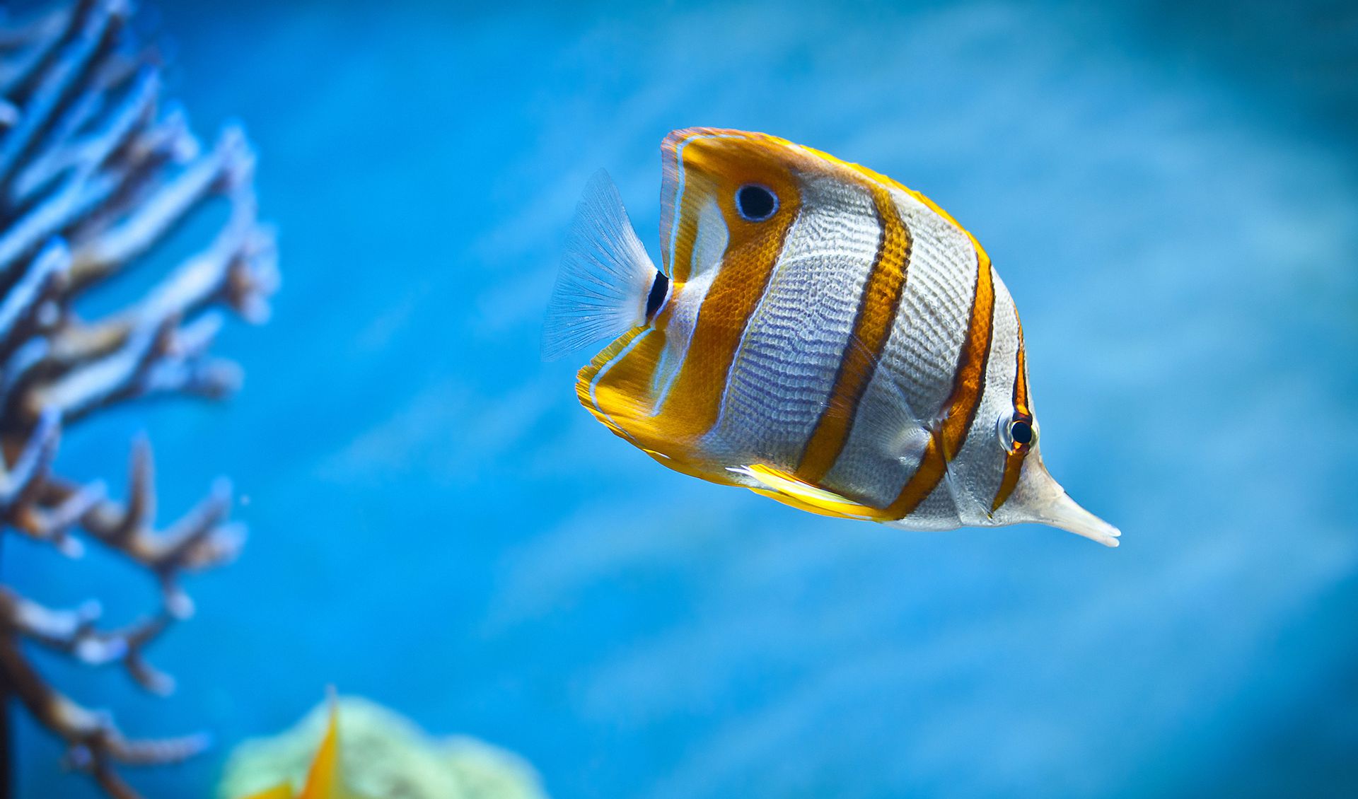 The Best Aquariums in the World