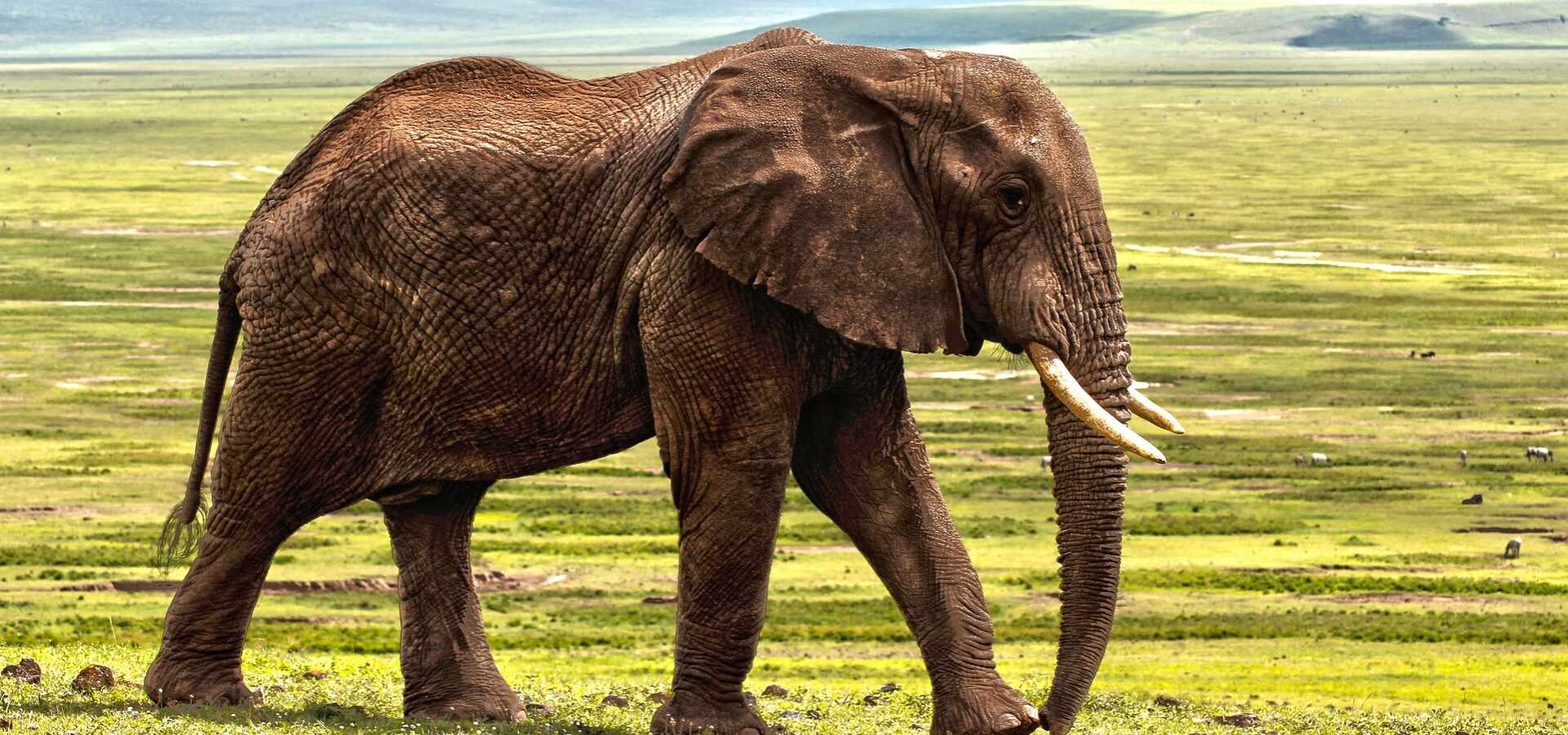 Conservation and Breeding Programs in Austrian Zoos