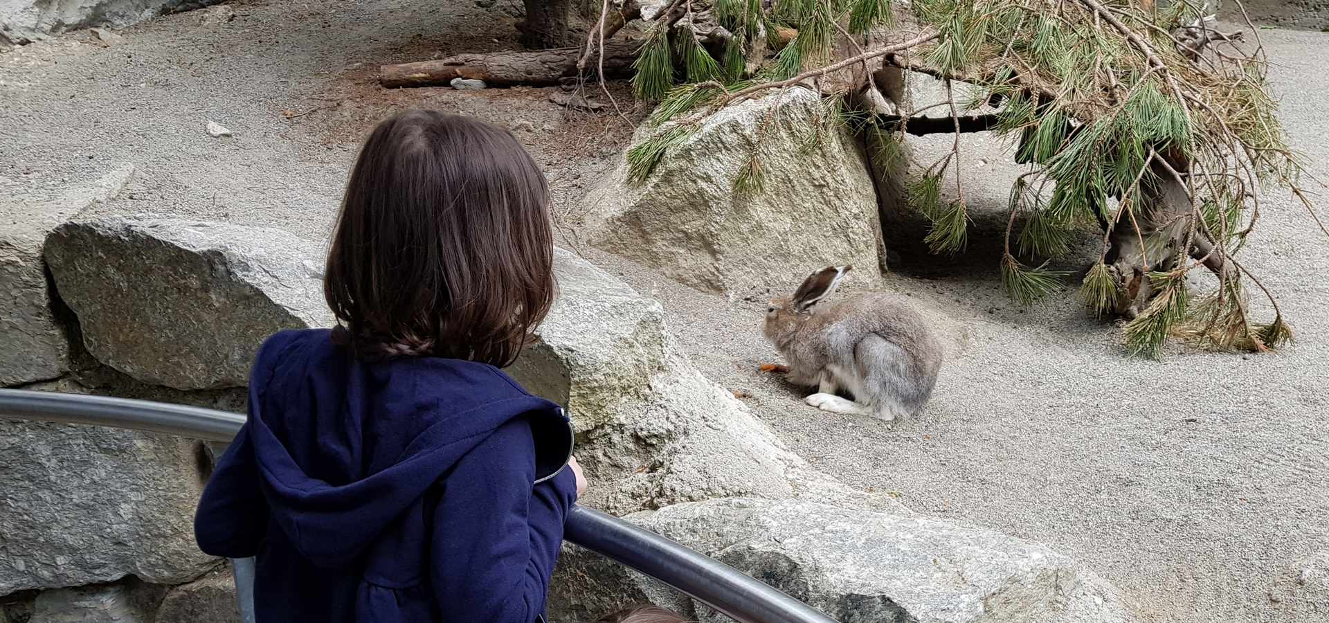 Educational Programs for Children in Austrian Zoos