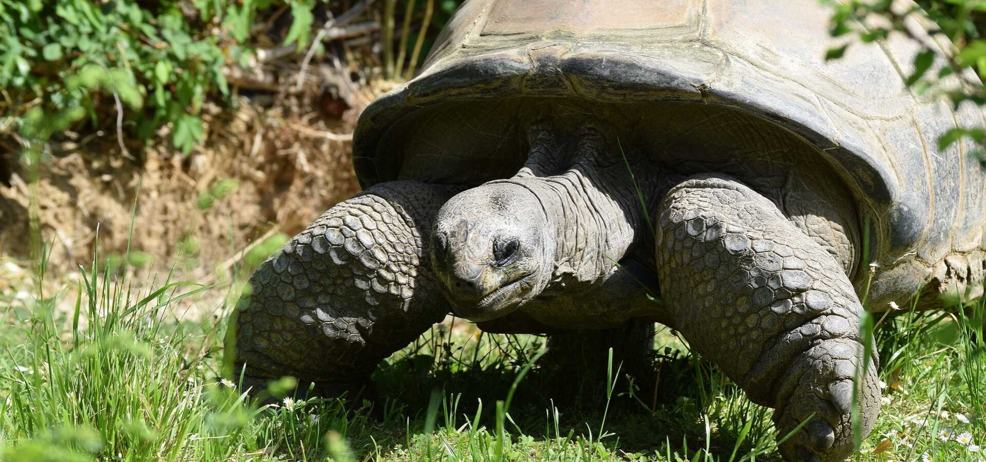 TOP-10 Interesting Facts About Austrian Zoos