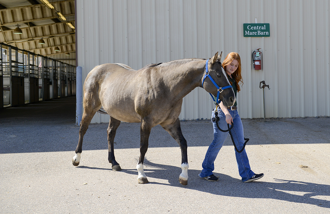 Equine Sciences Horsemanship Camp