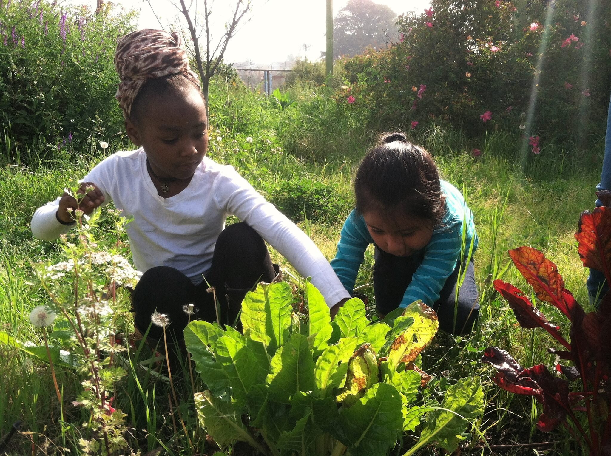 Garden School Foundation's City Seedlings