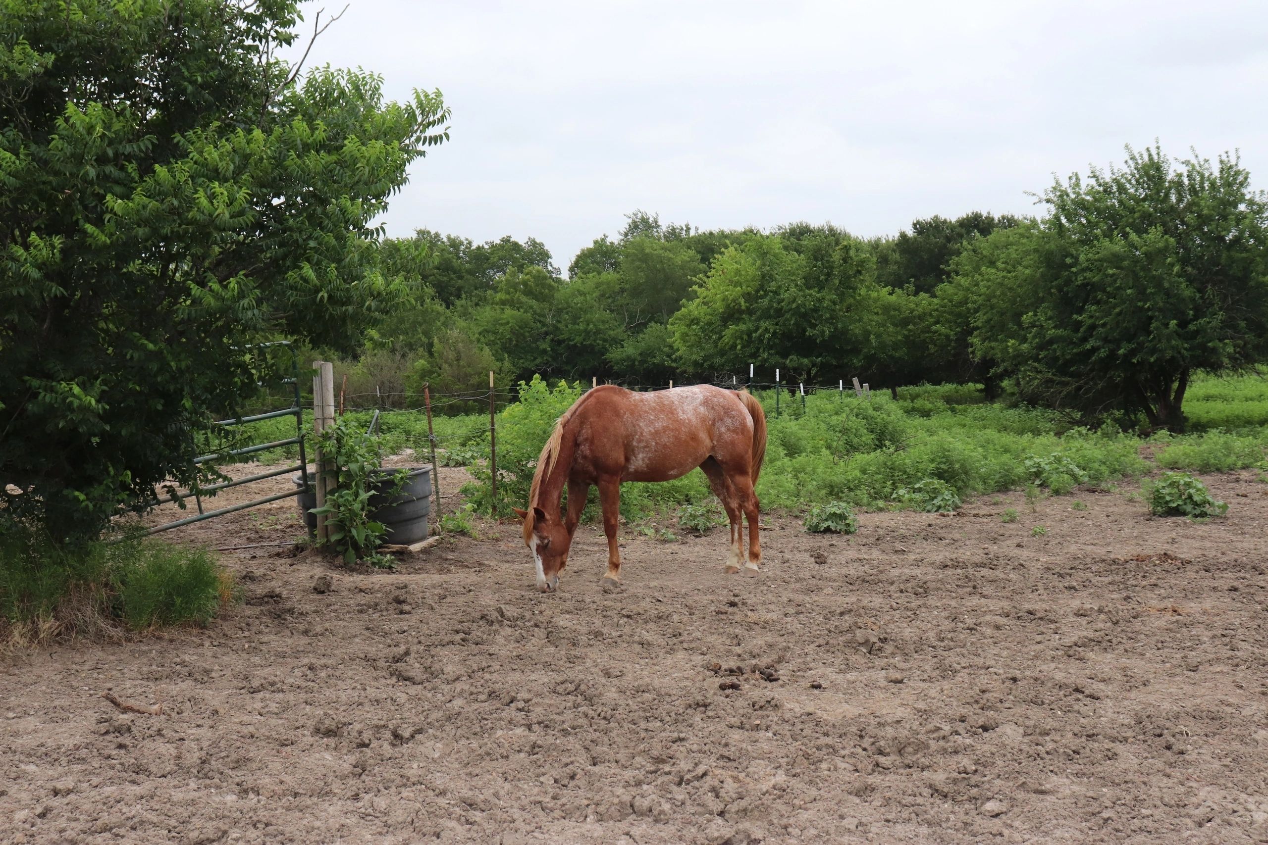 Heritage Hill Equestrian Center Summer Camp photo 1