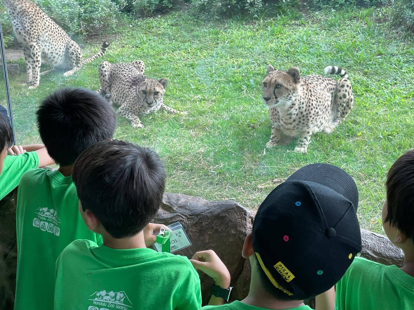 Honolulu Zoo Camps photo 1