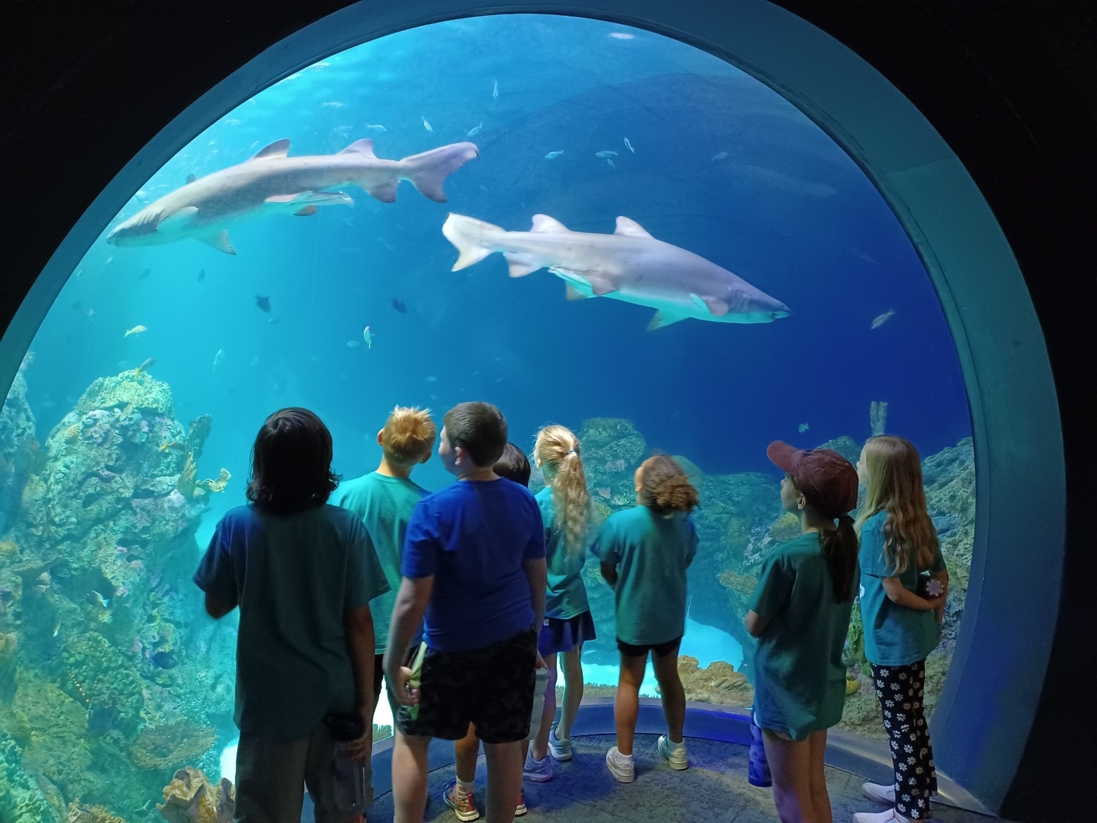 KC Zoo Sunshine Camp