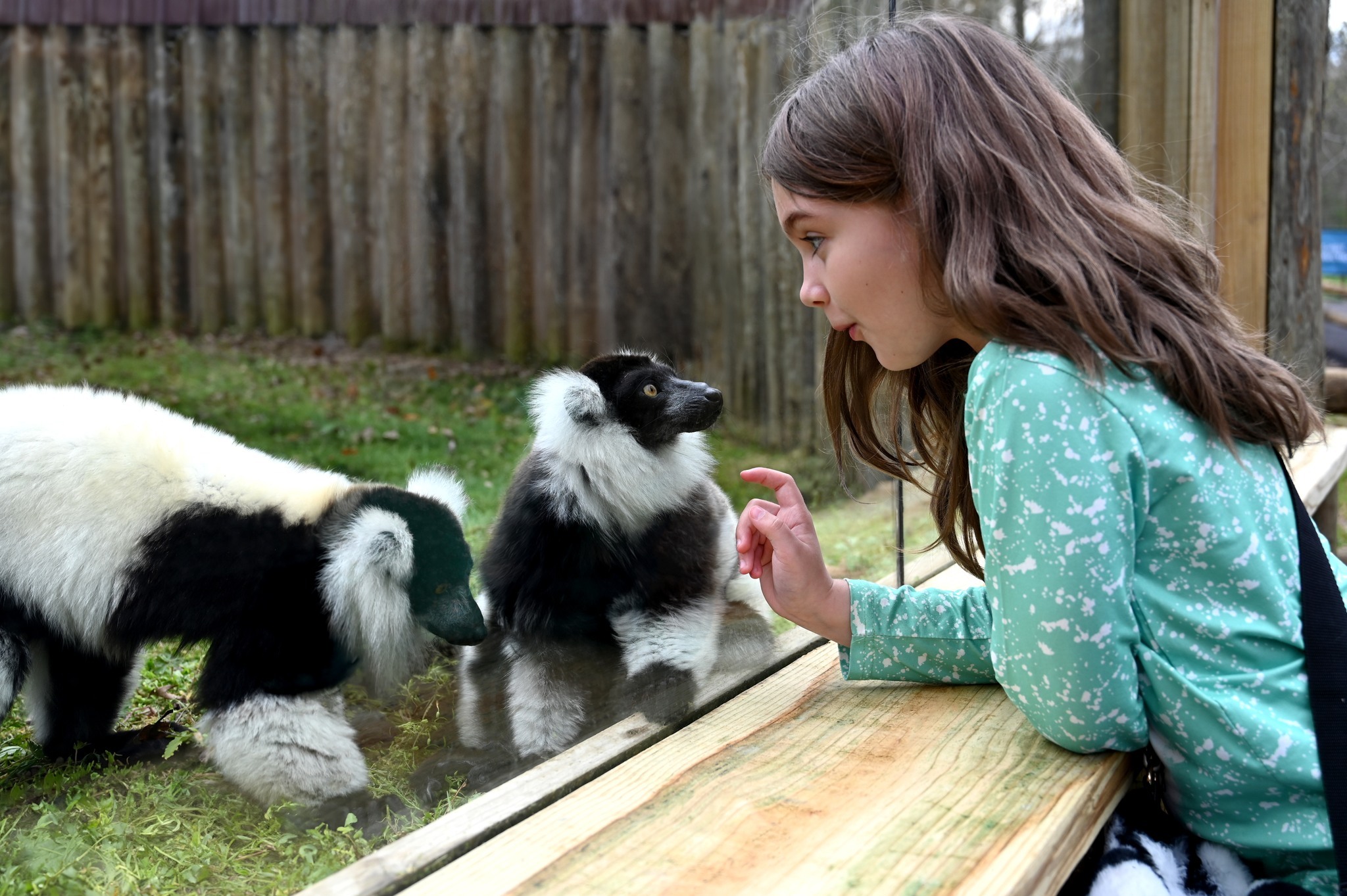 Metro Richmond Zoo Summer Safari photo 1