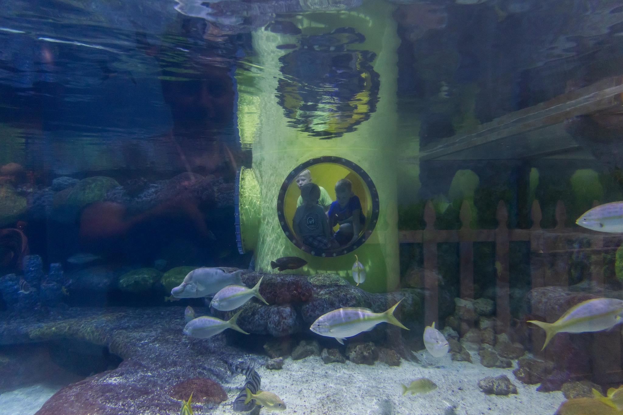 Oklahoma Aquarium Summer Camp