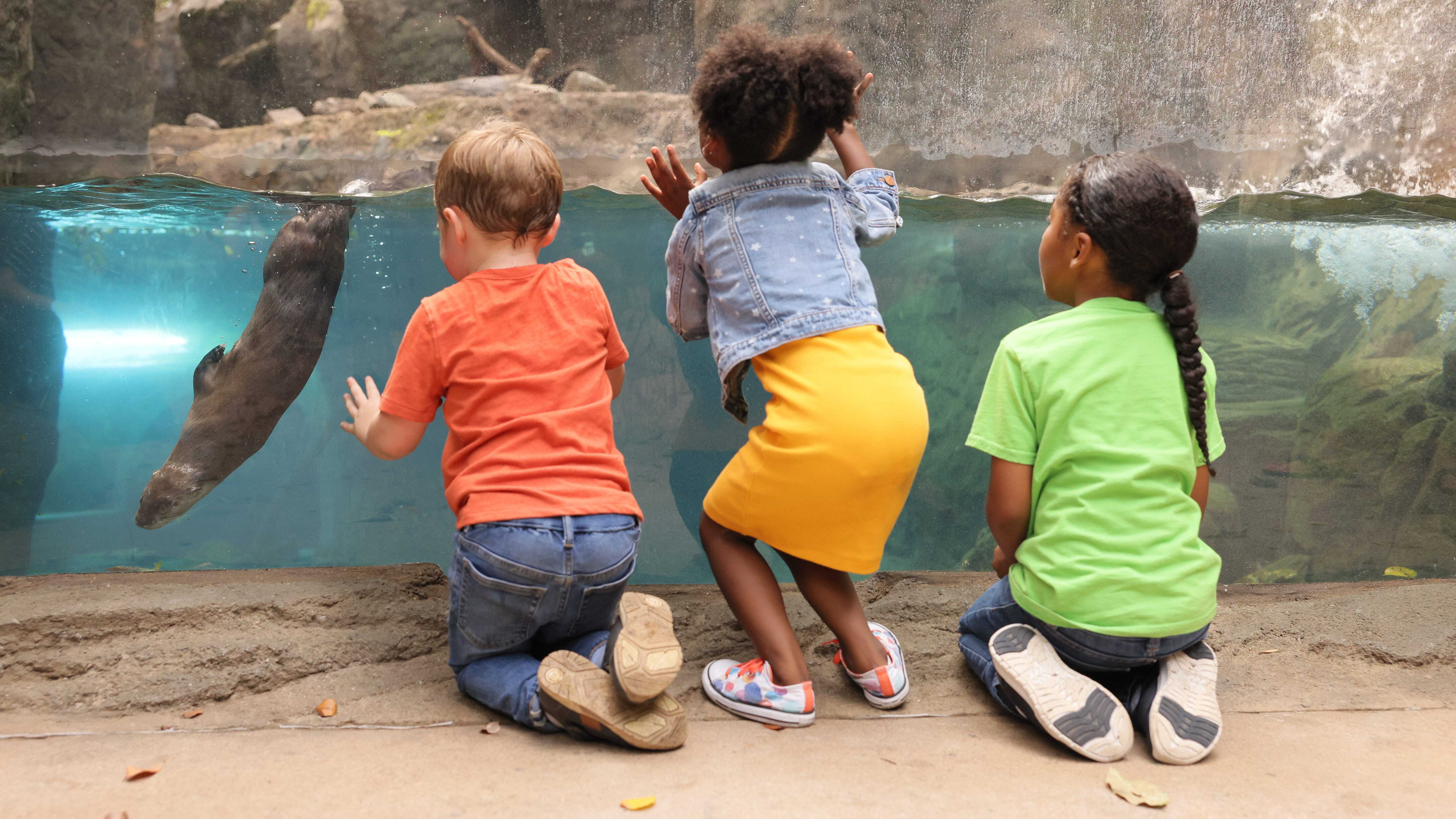 Plumpton Park Zoo Camp