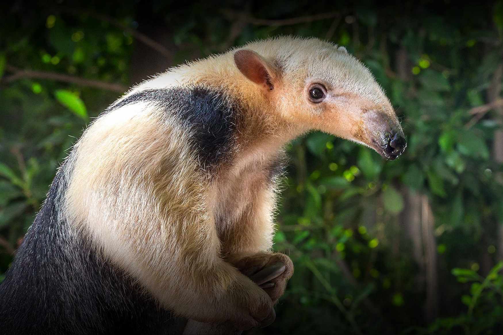San Diego Zoo Summer Camp