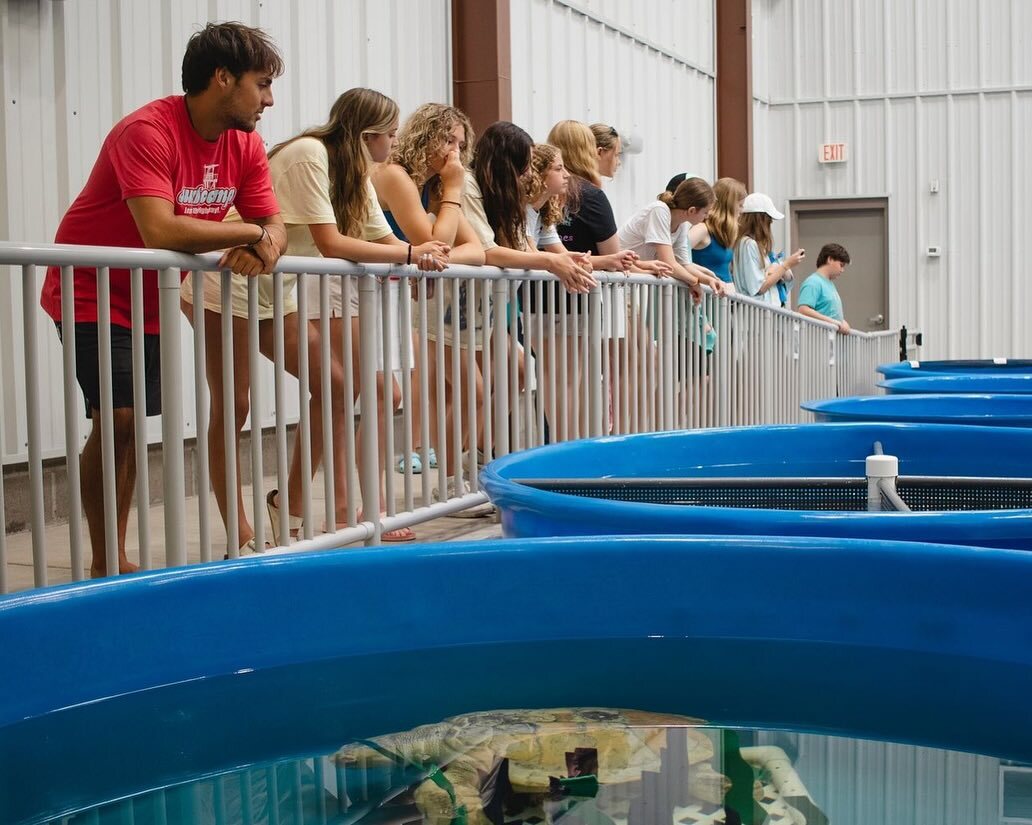 Sea Turtle Camp - Topsail Island, NC photo 1