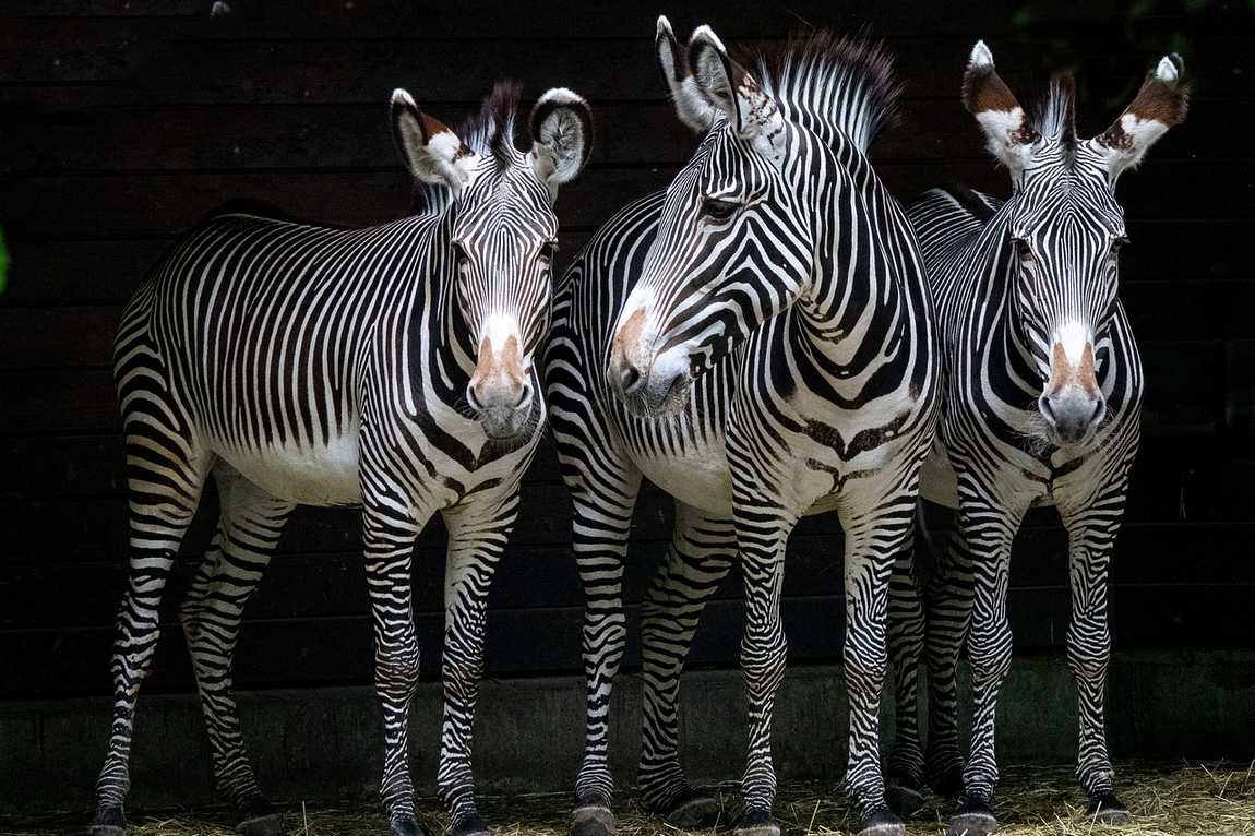 educational programs for children in austrian zoos photo 2