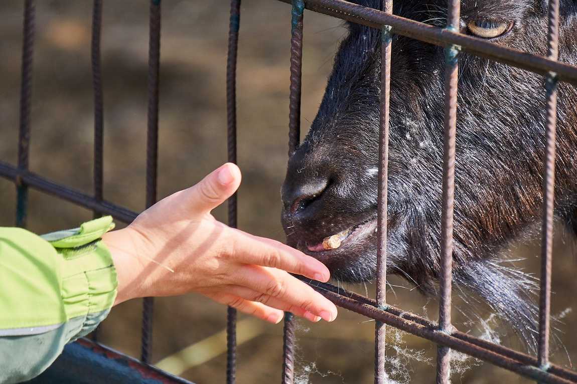 the best zoos in austria for kids photo 4