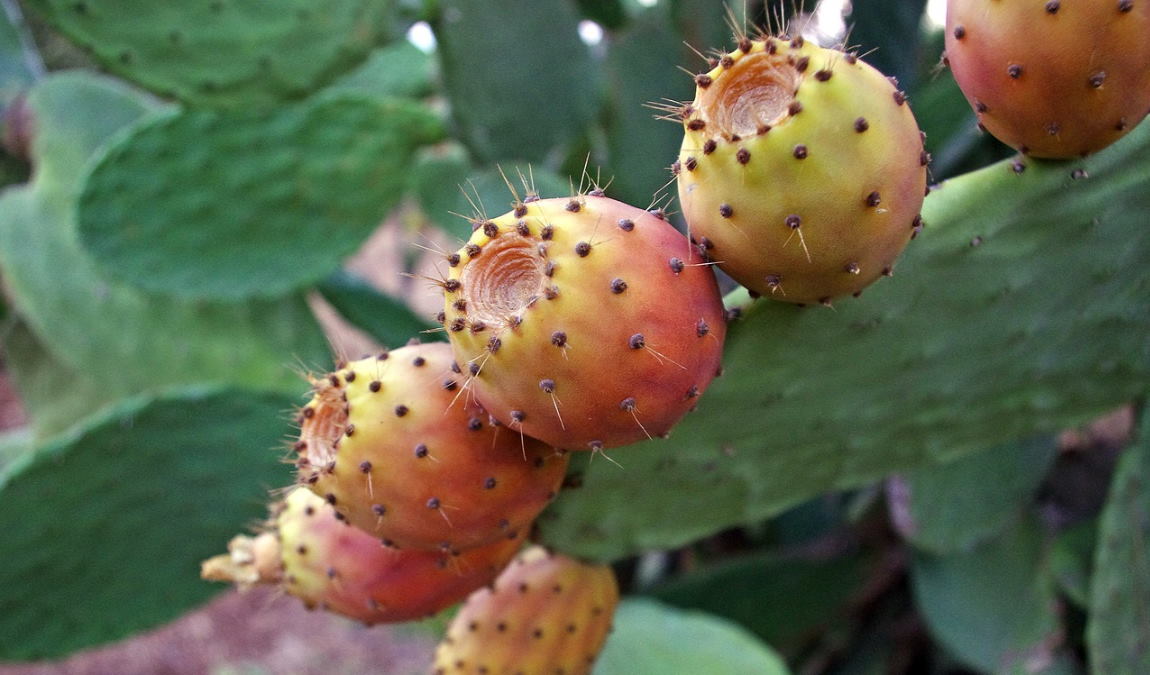 что привезти с тенерифе в подарок: 18 сувениров с острова вечной весны photo 5