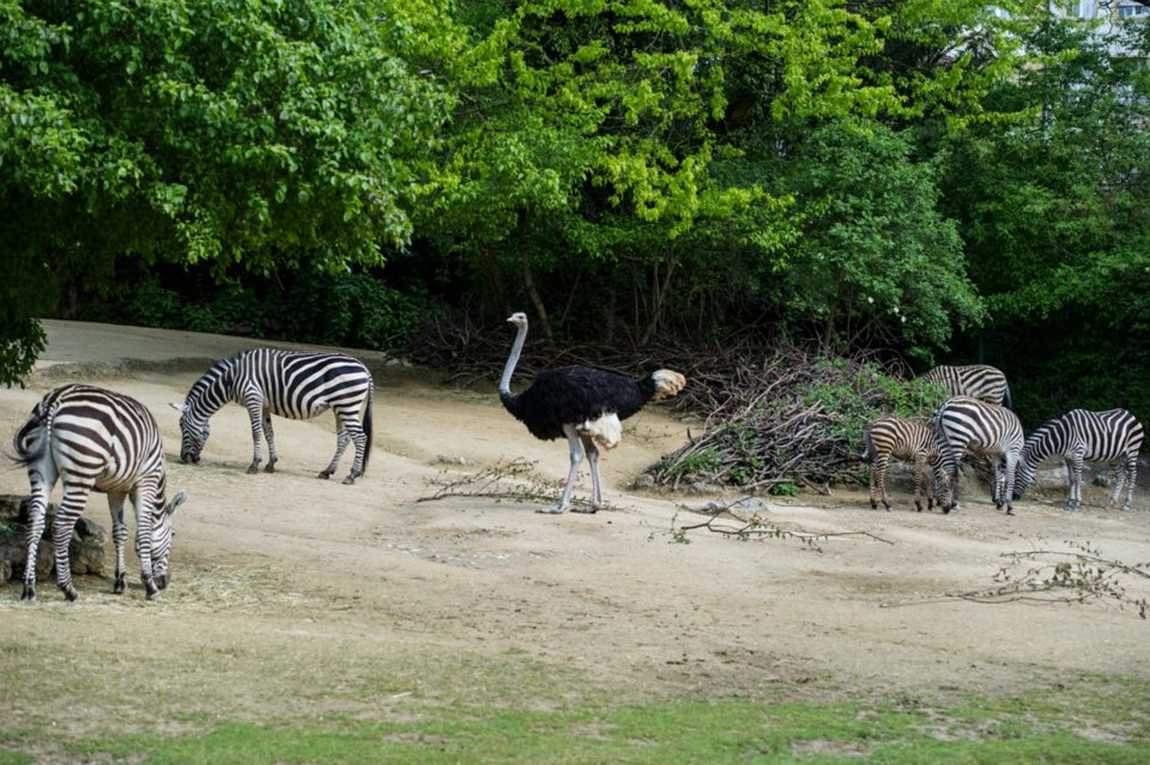 10 best zoos to visit with your kids in europe photo 6