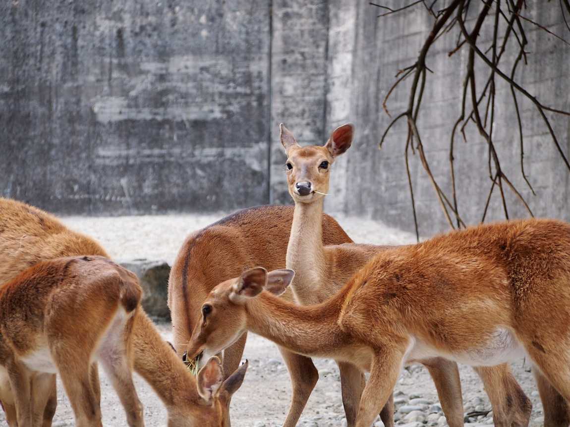 the best zoos in austria for kids photo 3