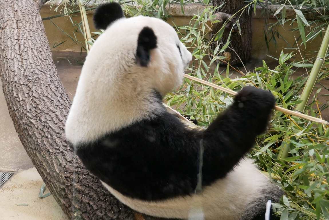 unique animal exhibits in austrian zoos photo 1