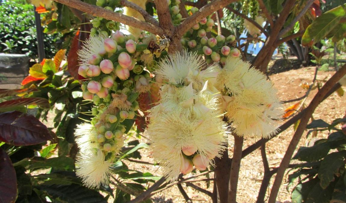 tenerife in june photo 5