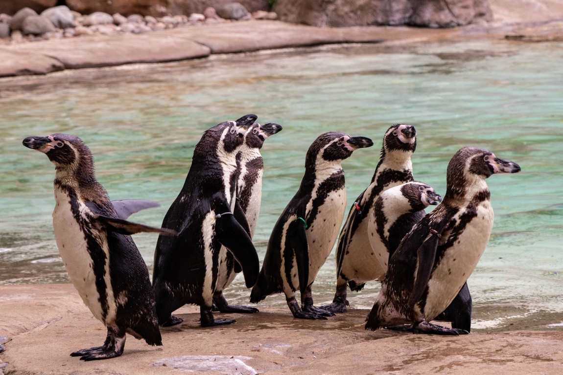 10 best zoos to visit with your kids in europe photo 1