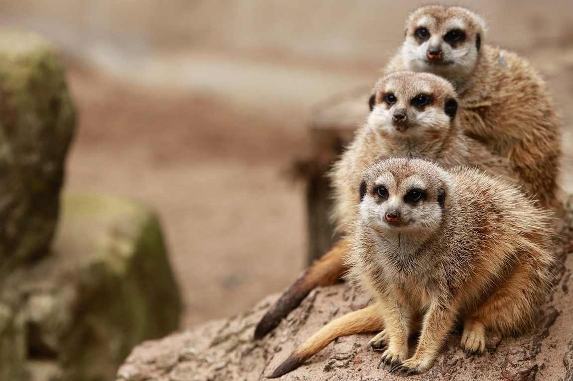 top animals to see at schönbrunn zoo photo 9