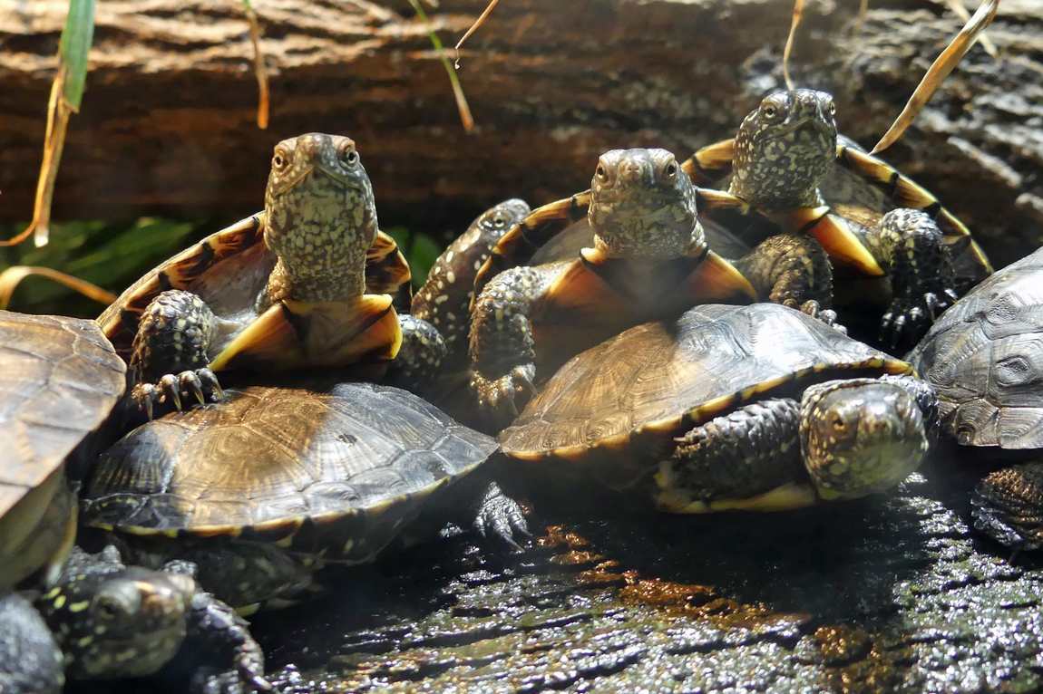 frankfurt zoo photo 2