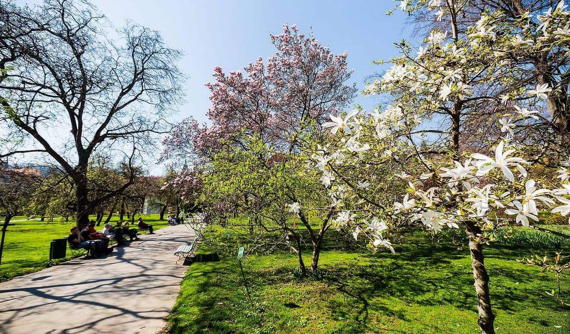 vojan gardens photo 10