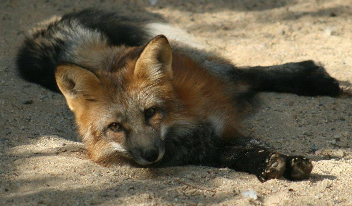 zoo and garden fasanerie photo 1