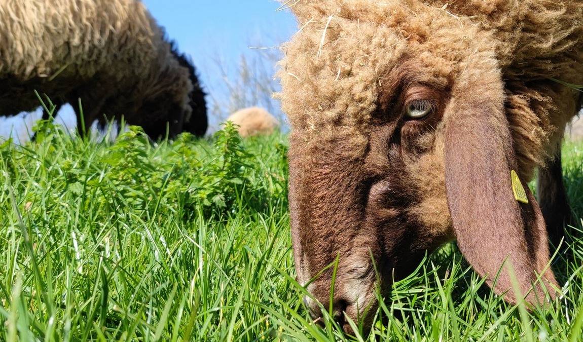 tiergarten worms photo 1