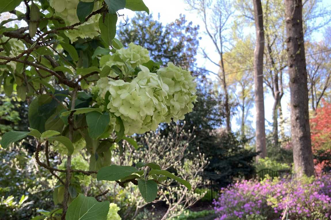 maplewalk garden photo 6