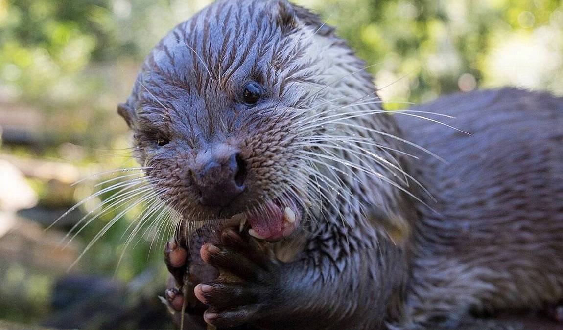 wildpark pforzheim photo 4