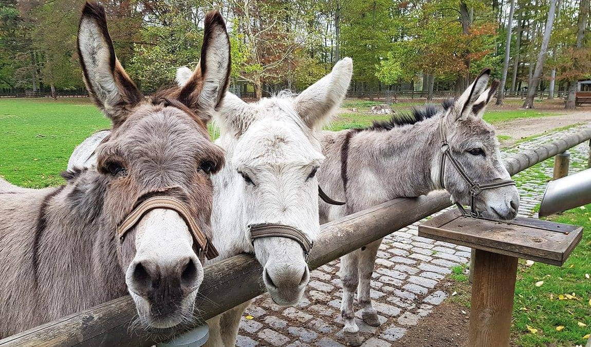 lindenthaler tierpark photo 3