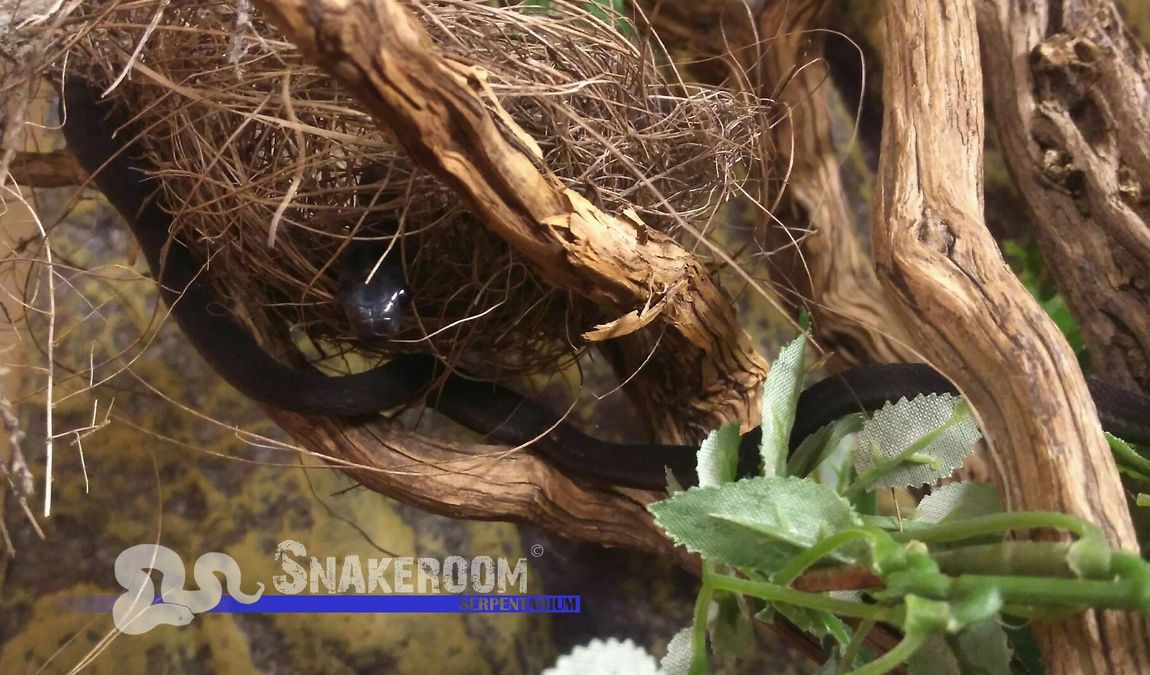 snakeroom serpentarium photo 6