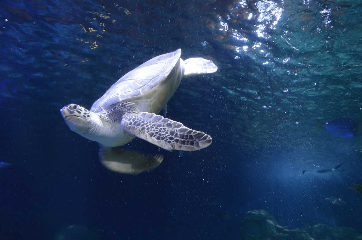 sea life charlotte-concord aquarium photo 5