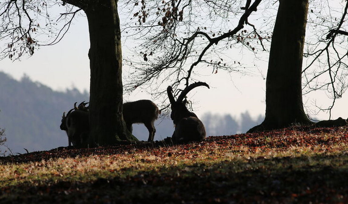 wildpark edersee photo 3