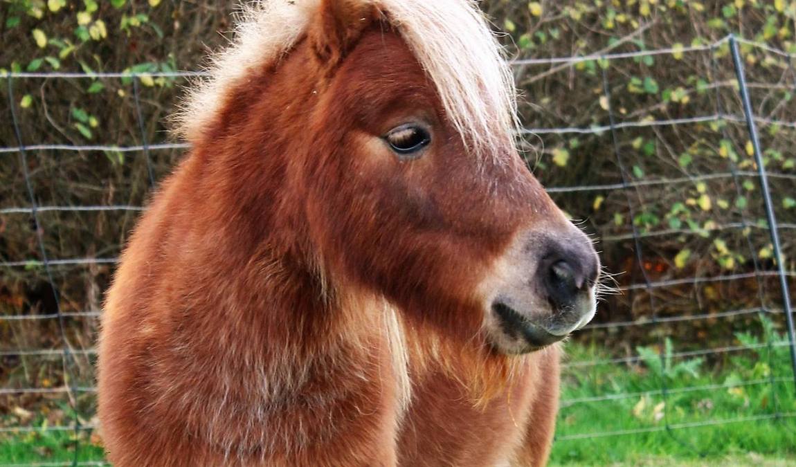 rolfs streichel zoo photo 6