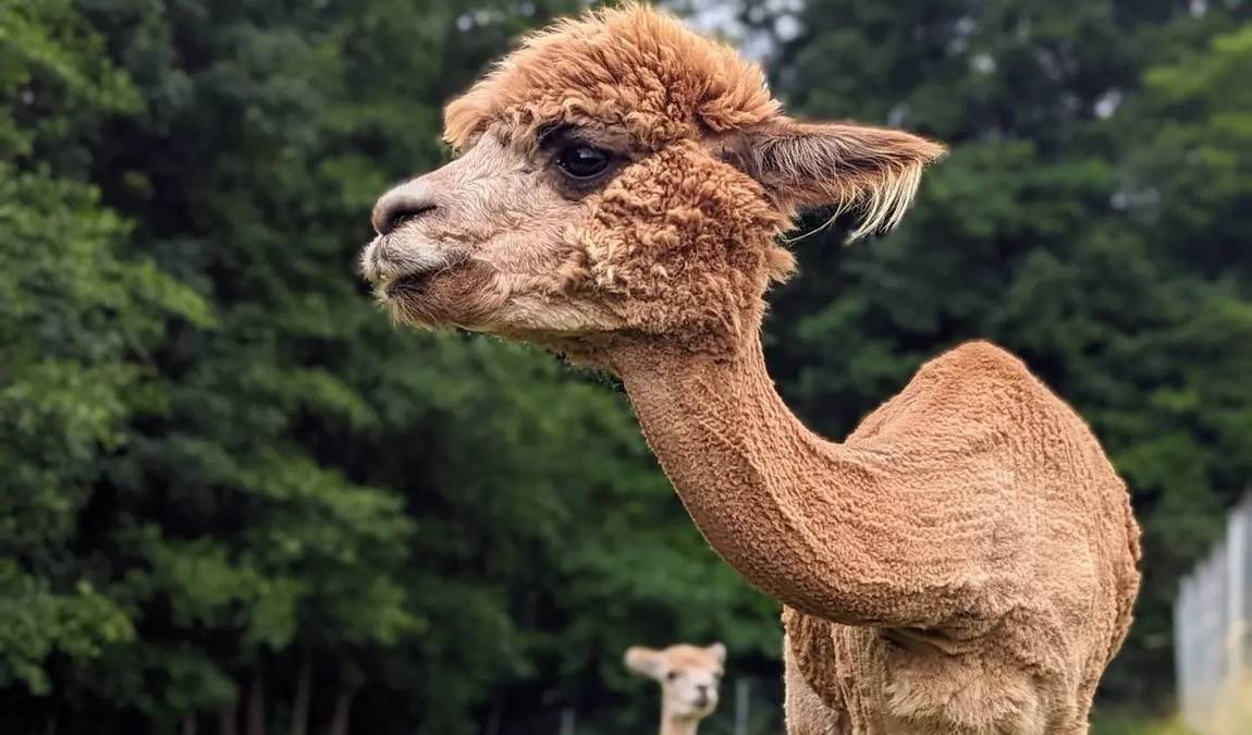 alpaka ranch in mittelfranken photo 4