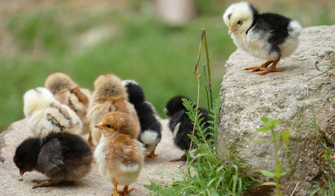 dia de granja photo 3