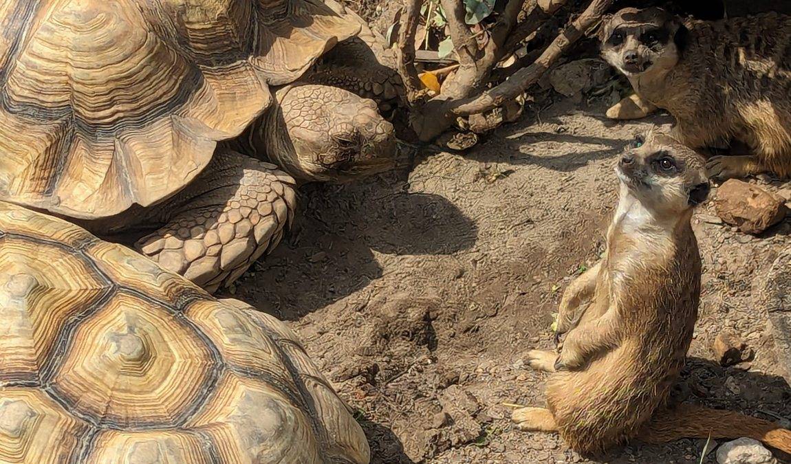 holland-park berlin photo 4