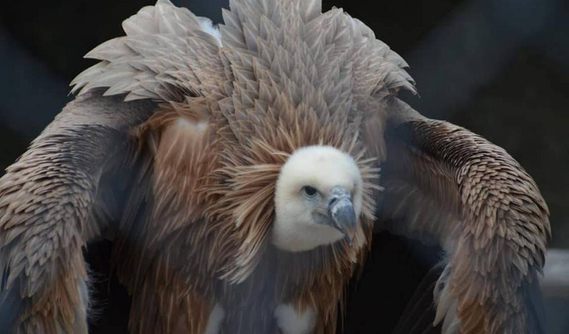 greifvogelwarte riegersburg photo 5