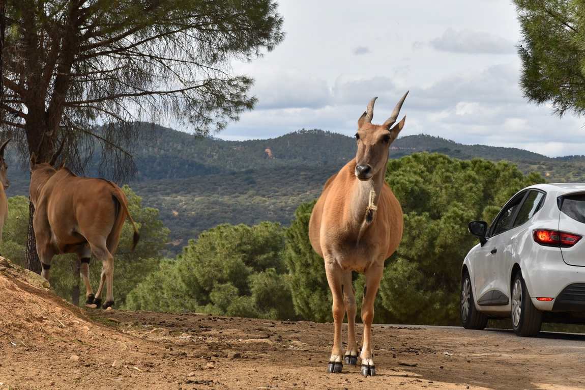safari park la reserva photo 2