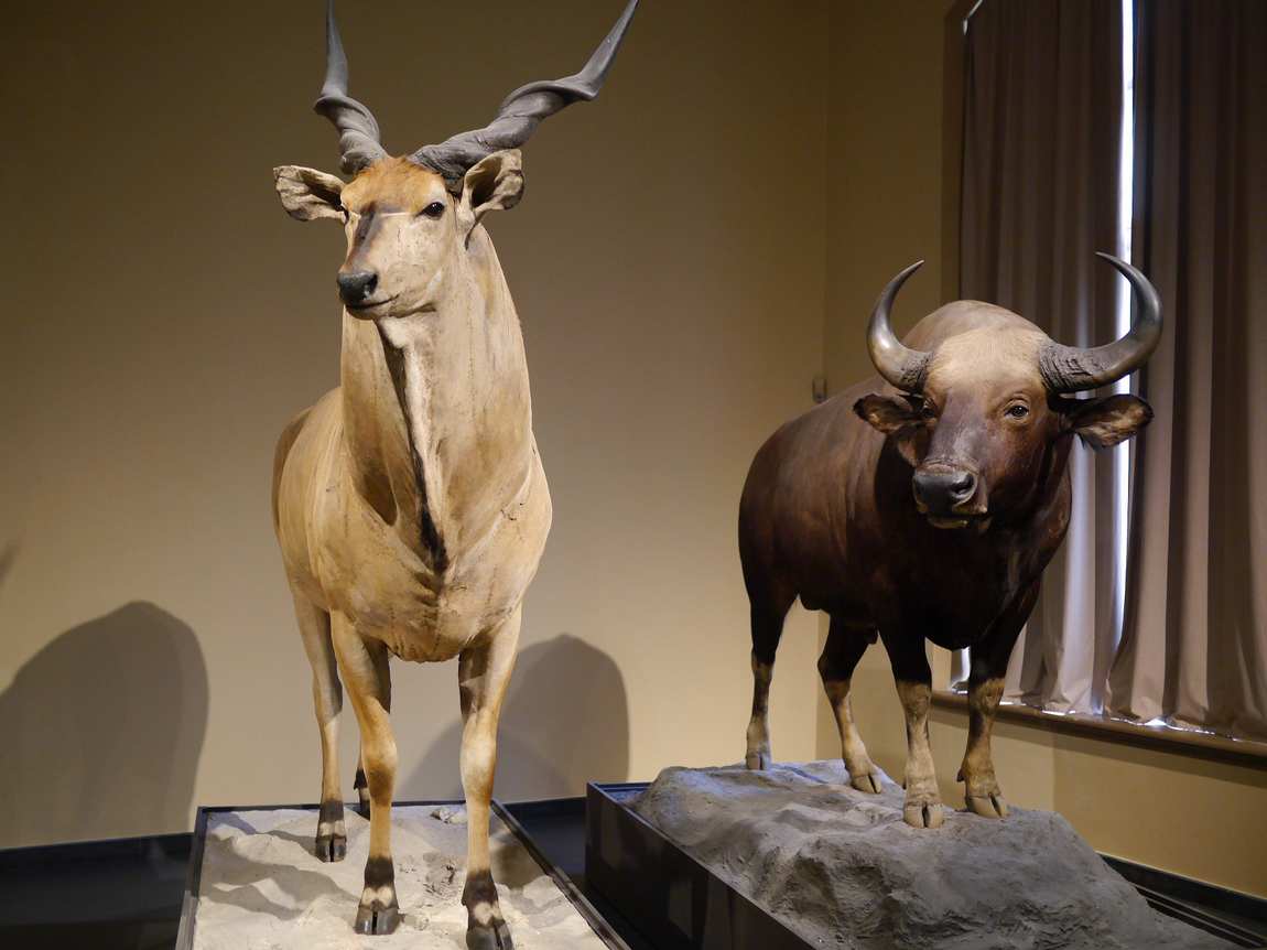 natural history museum photo 4