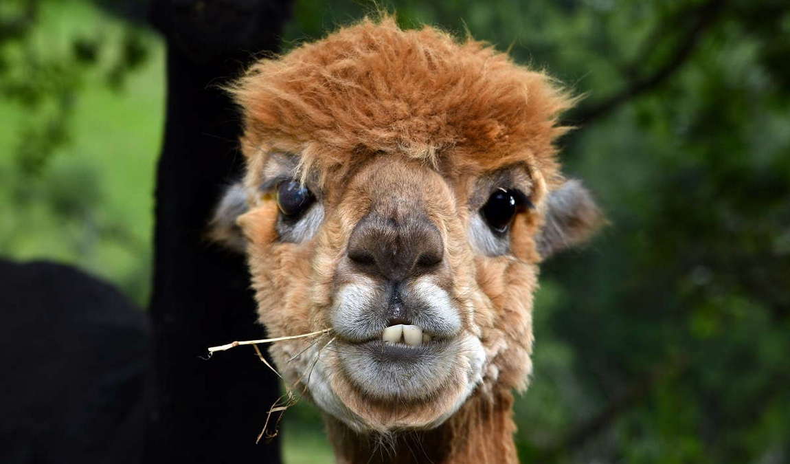 waldpark hochreiter photo 2