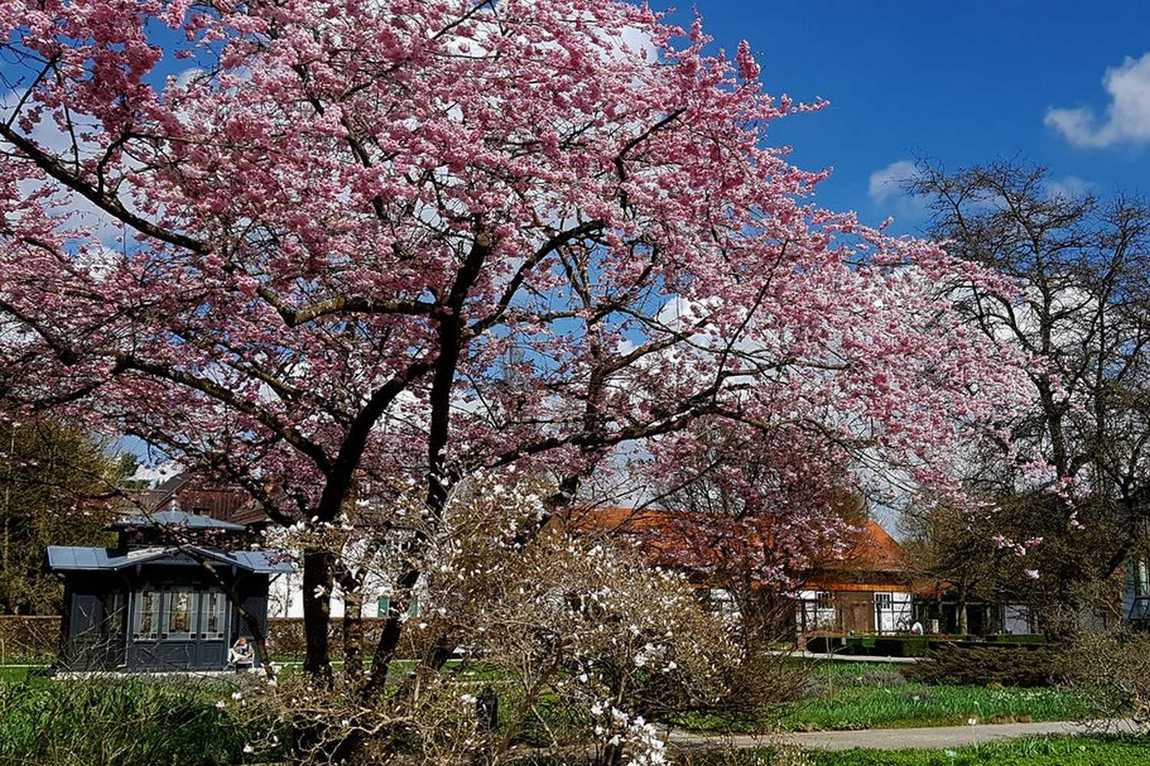 augsburg botanical garden photo 2