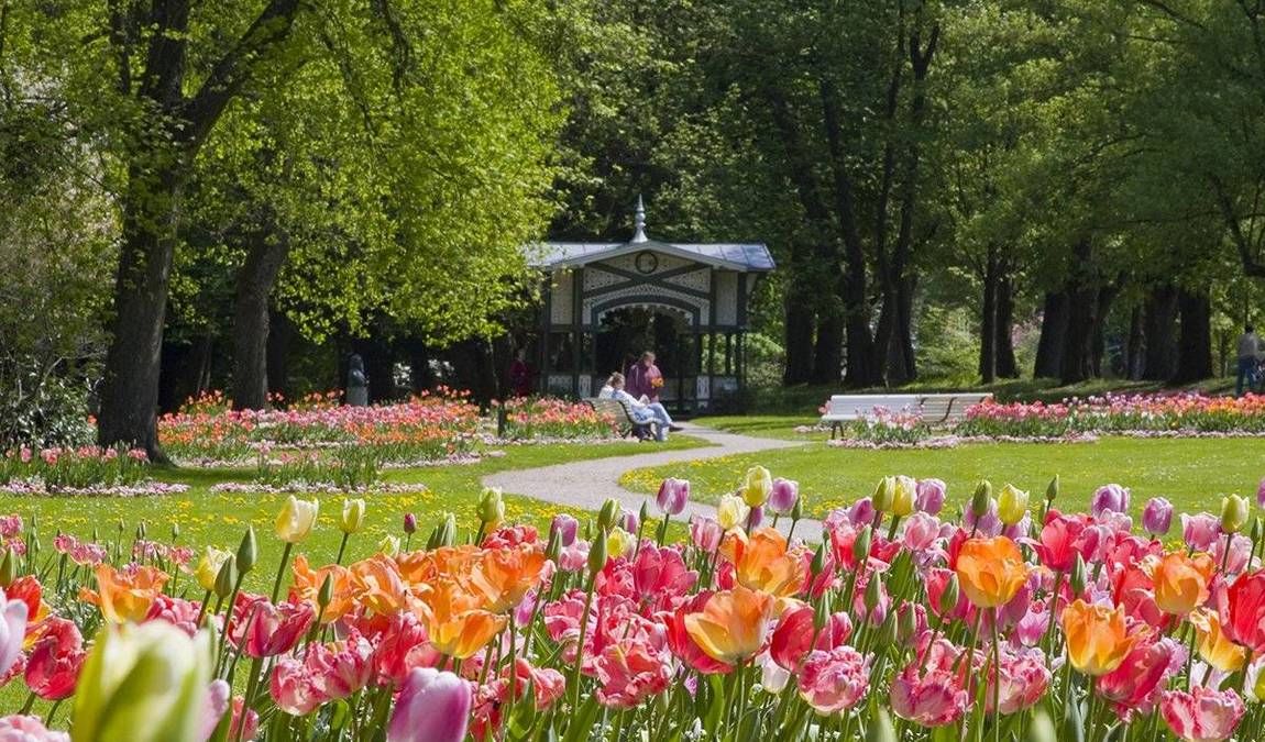 dahlia garden photo 2