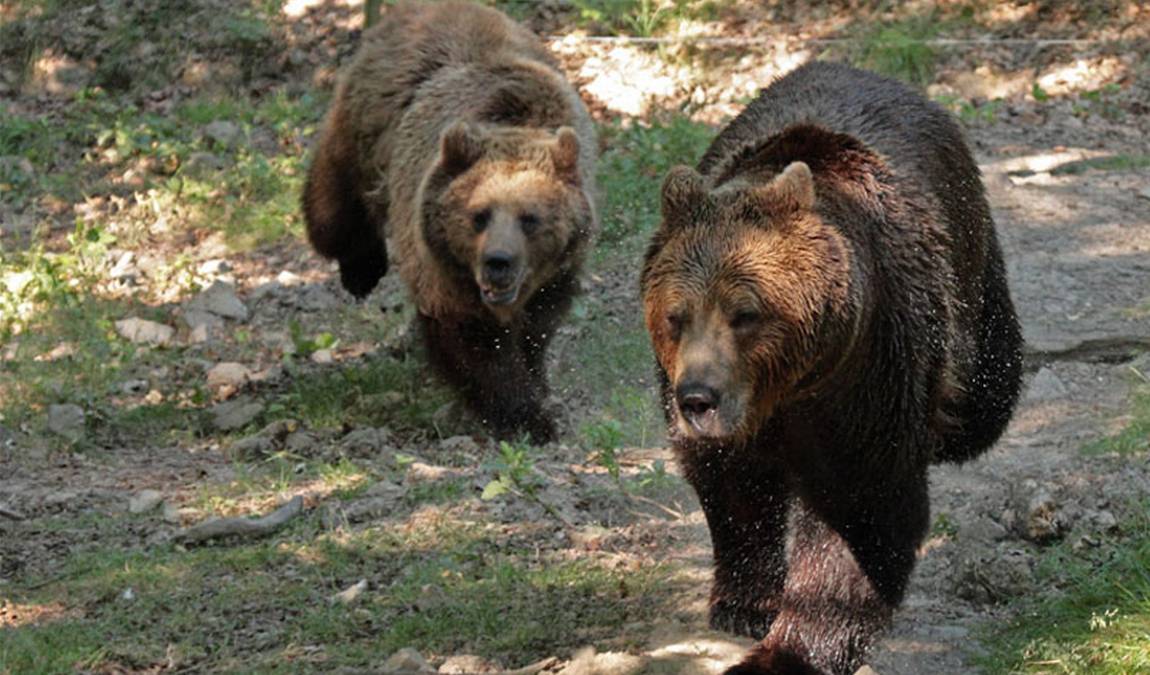 wildpark knull photo 3