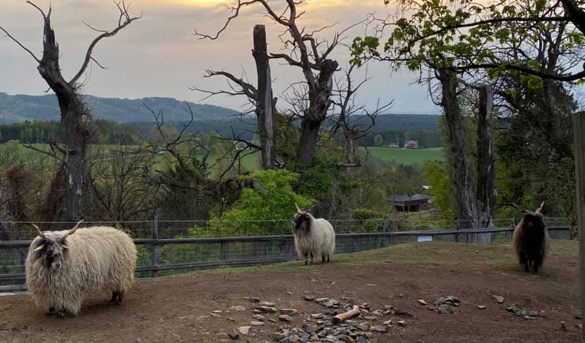 zoo herberstein photo 4