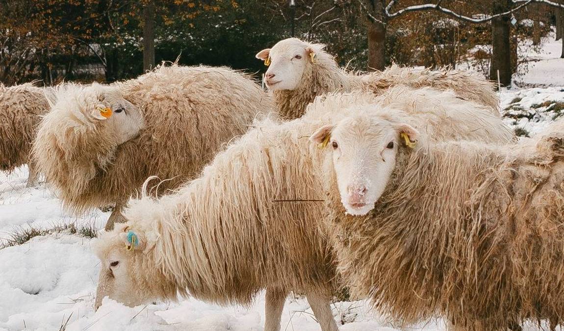 britzer garten farm photo 2