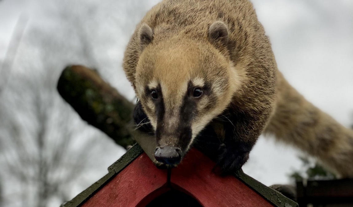 solingen bird and animal park photo 3
