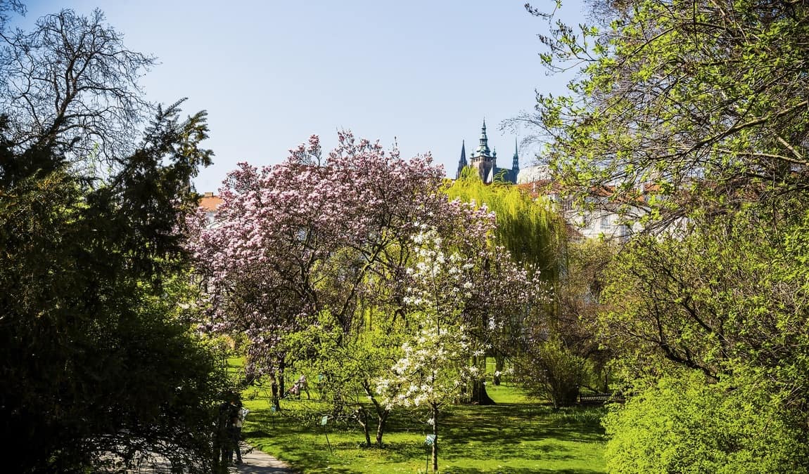 vojan gardens photo 9