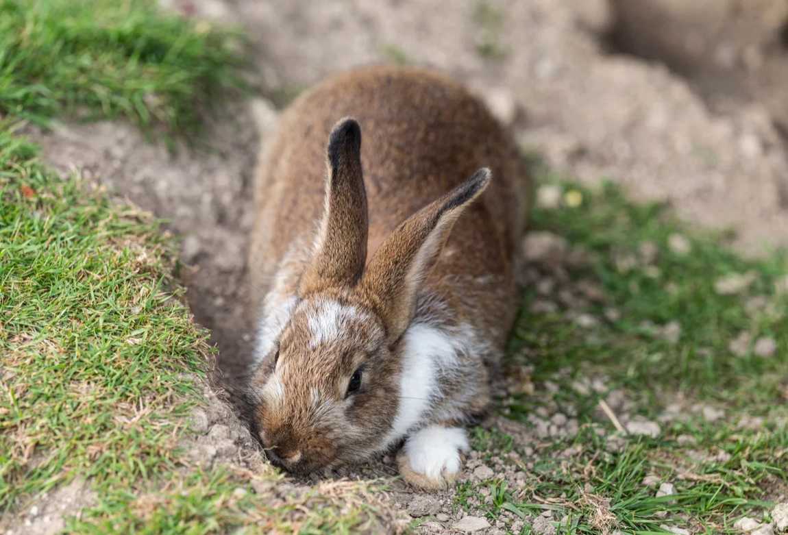 wildpark kleefeld photo 3