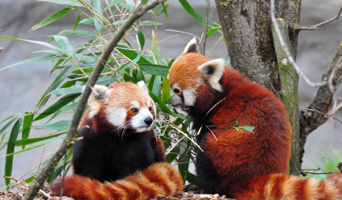 allwetterzoo munster photo 5